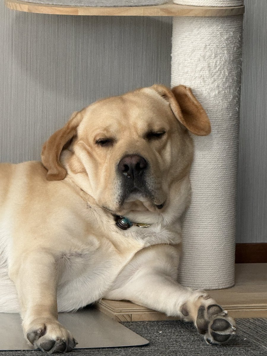 ラブラドールの横綱 (@yokozuna_lab) / Posts and Replies / X