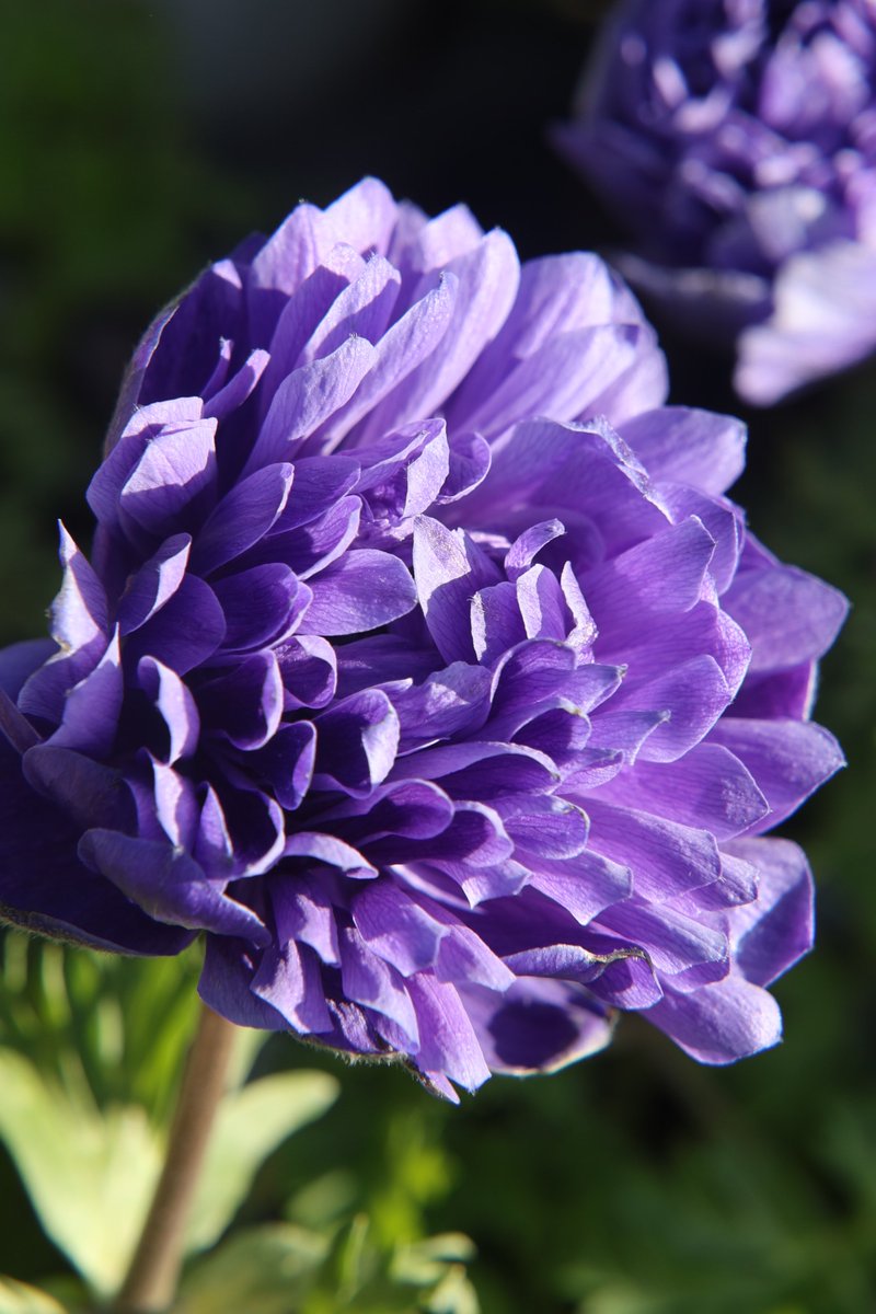 gontanokoneroku's tweet image. May this beautiful purple bring you peace. 

Good night,friends. Have sweet dreams 😴

Wed 11:00PM 🇯🇵
#PurpleFlowers #Anemone