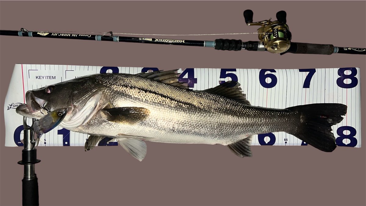 ゆうた tweet media