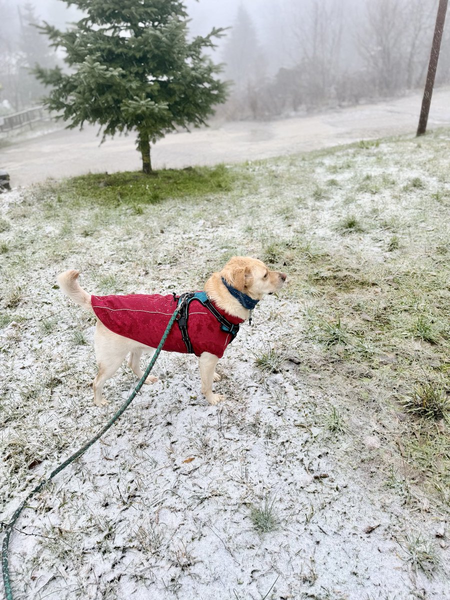 Corto Maltese tweet media