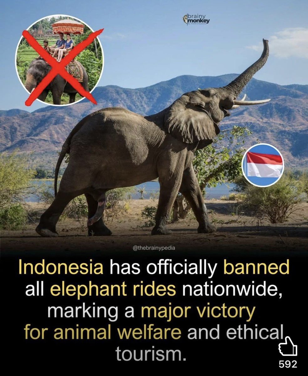 Indonesia has officially banned all elephant rides, marking a major step forward for animal welfare. According to the Ministry of Environment and Forestry, the directive applies to all conservation centers and tourist facilities across the country. 

This means no more elephant
