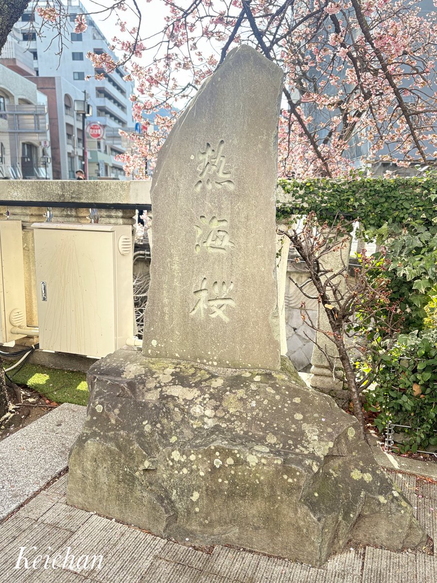 あたみ桜糸川桜祭り(1/18) 14
ラストです

日曜日の夕方　お疲れ様です

熱海桜