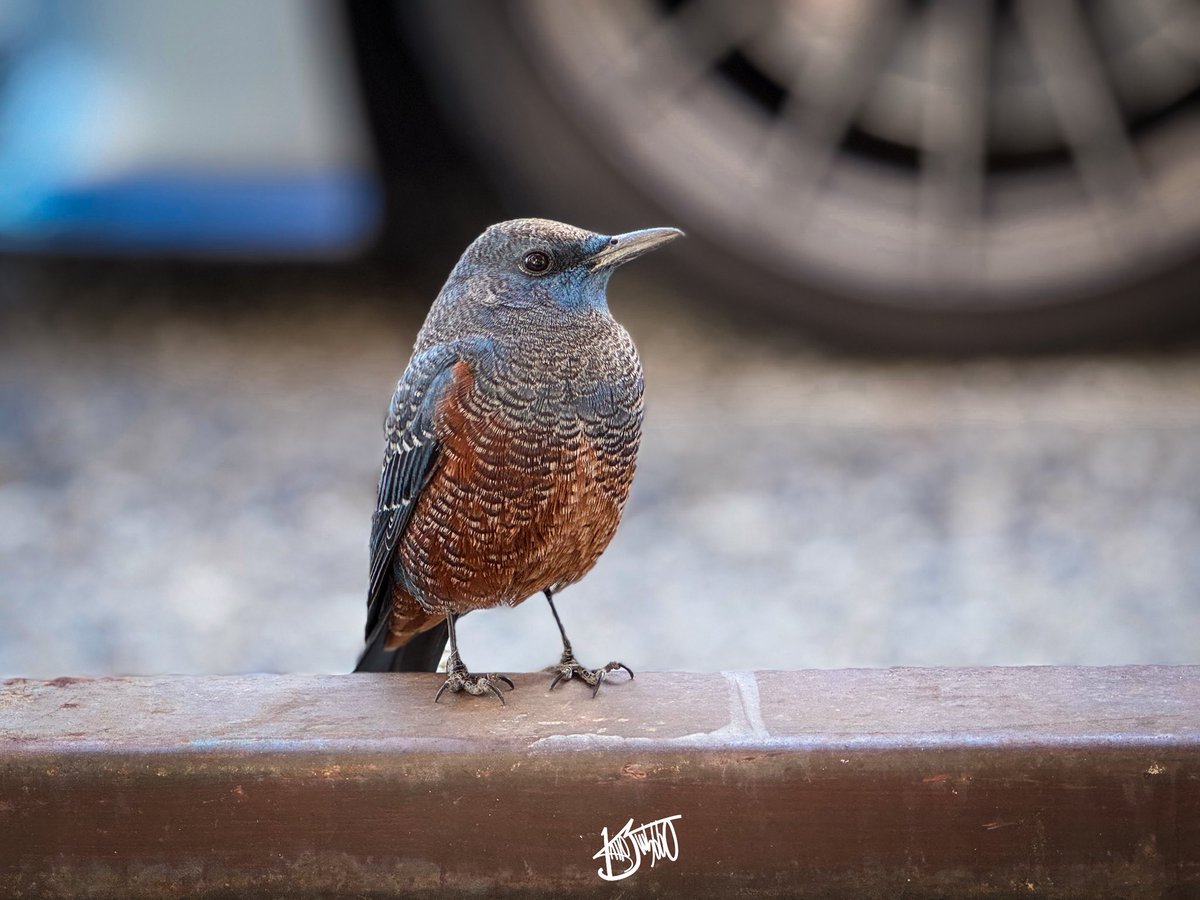 家によく来るイソヒヨドリさん