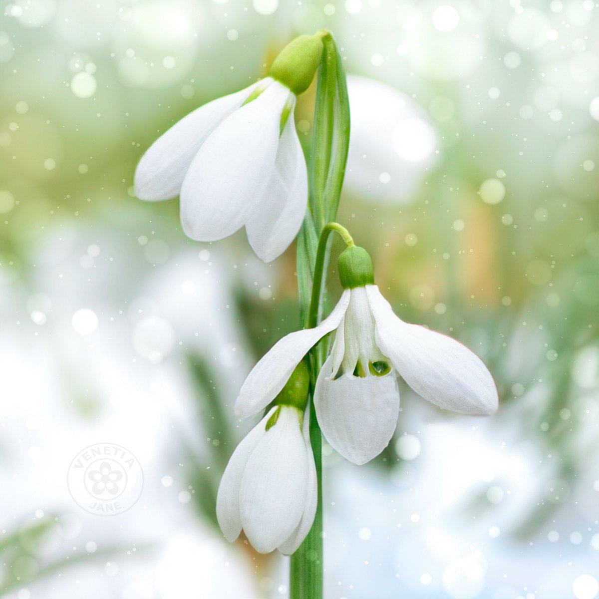 VenetiaJane's Garden tweet media