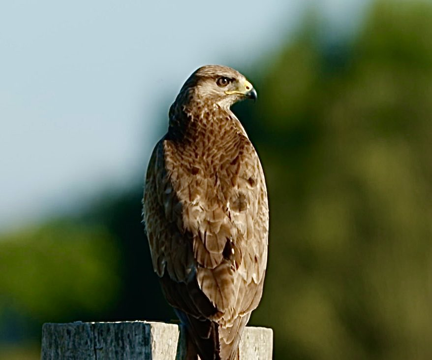 Mike Webb tweet media