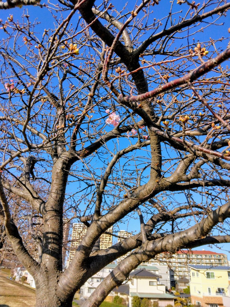 aruno_sky's tweet photo. 河津桜🌸の蕾が開いていた。
今月中には、いっせいに開くかな！ https://t.co/a4ToeekI6Y
