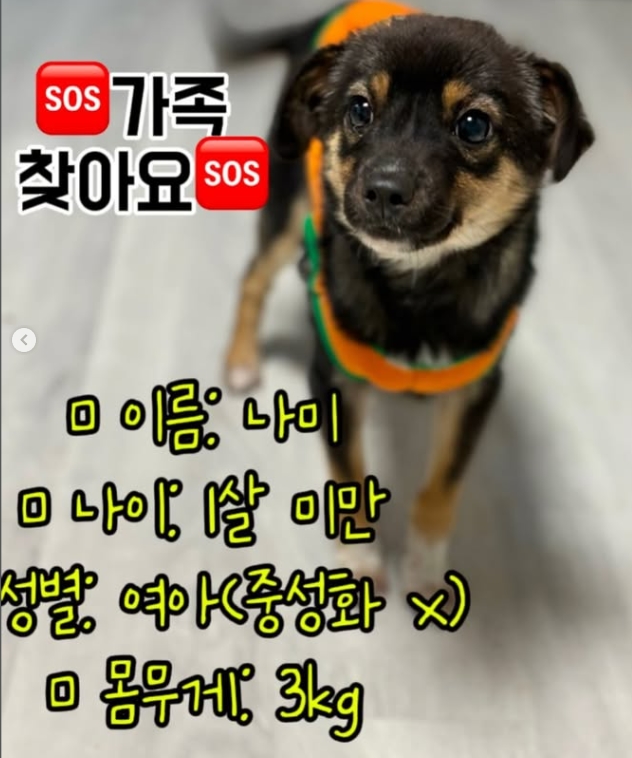 milolucky5's tweet photo. 2024년 8월에 입소한 나미
너무 작고 이뻐 금방 입양갈 줄 알았는데
우째서 아직일까요
지금은 다 큰 성견이고 아직도 4kg 쪼꾸미에요

완전 겁쟁이였는데 이제 손도 타고 산책도 하고
안으면 안는대로 띨롱 안겨요

https://t.co/yxOD5d6Uo5 https://t.co/MydwSLlSbN