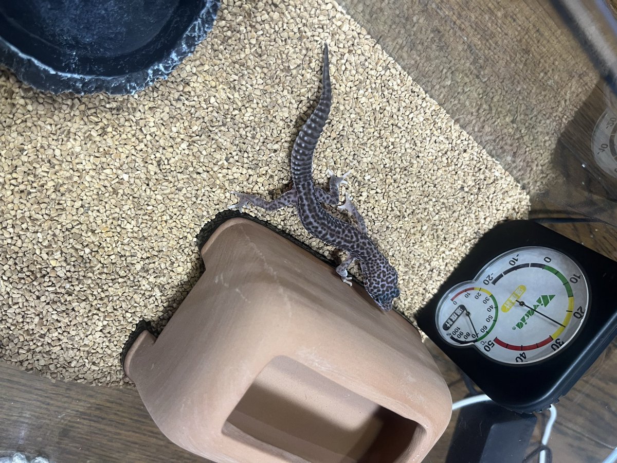 じゃすお tweet media