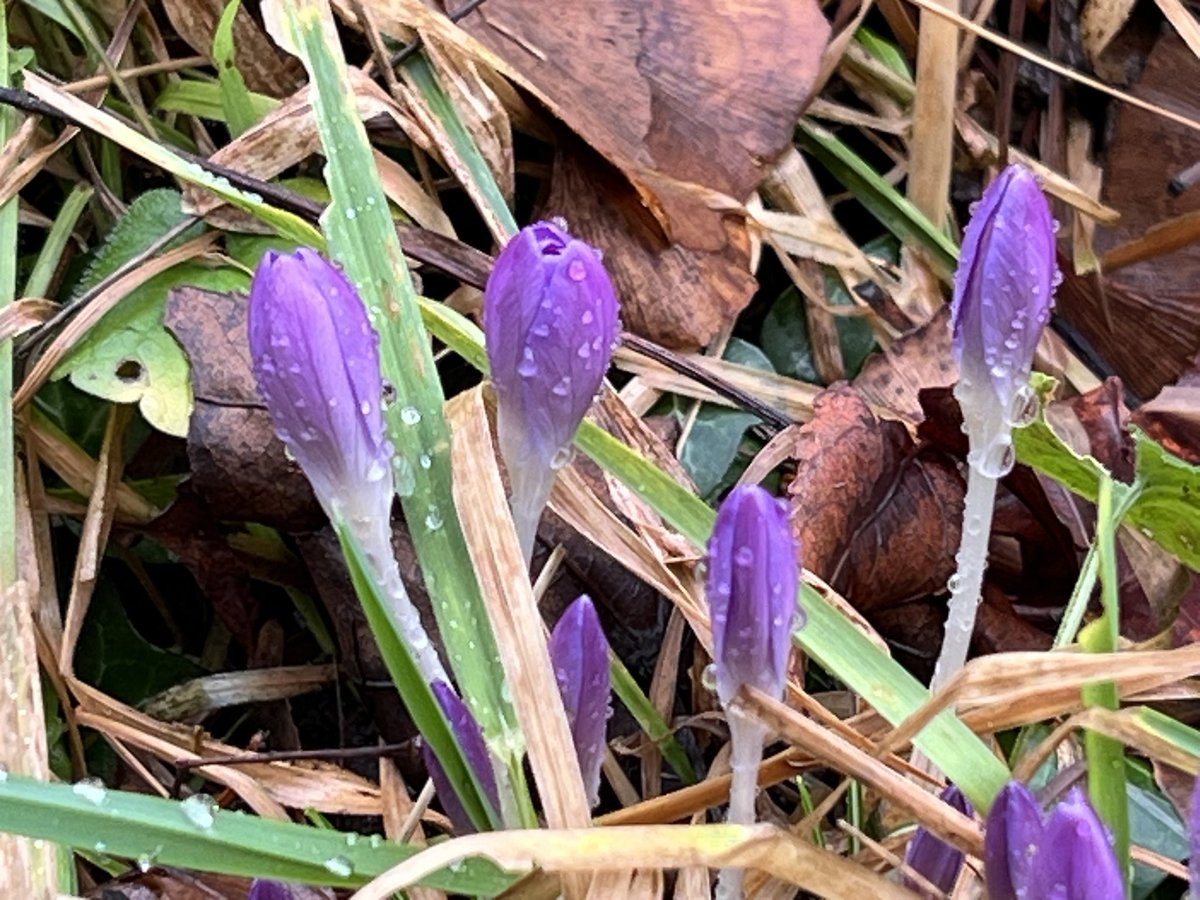 Regardez ! Il arrive, doucement, tendrement, caché au ras du sol, dans les feuilles, la mousse.
Voyez, il envoie de petits émissaires. Les perce-neiges d’abord. Puis quelques cyclamens. Et voilà les premiers crocus. Les trompettes d’améthyste vont sonner en son nom : Printemps.