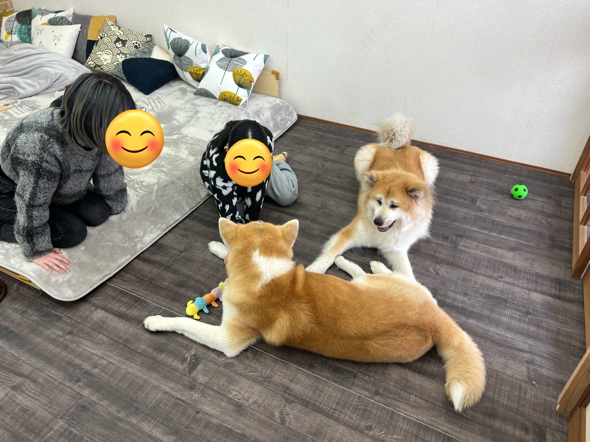 SK57920481's tweet photo. 秋田犬カフェ

https://t.co/6oA4GxFOGq

遊びに来てね✨

#akitainu
#akitadog 
#gifu
#cafe
#dogcafe https://t.co/8Hlz8k6rEd