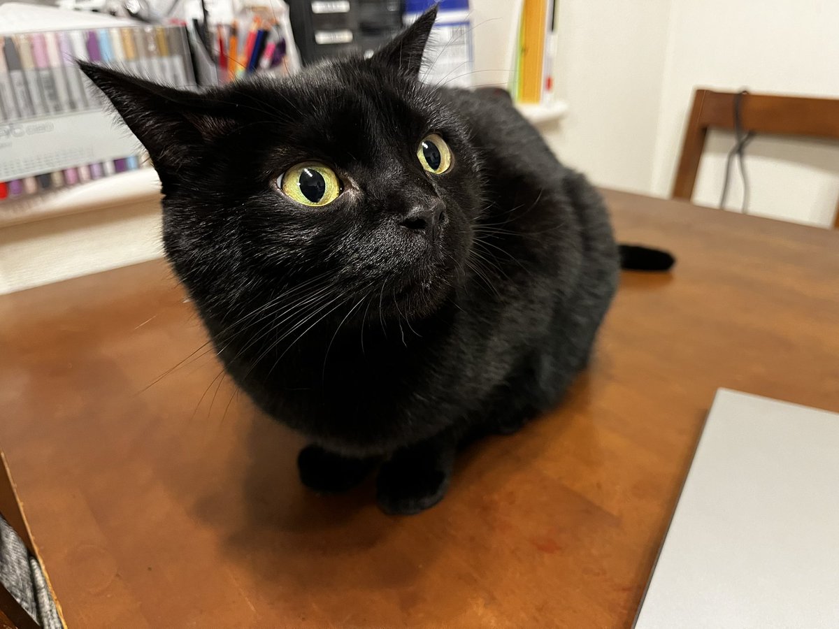 おいしそうなにおいにゃ

#黒猫同盟 #黒猫 #猫好きさんと繋がりたい #猫好き #ねこのいる暮らし #BlackCat