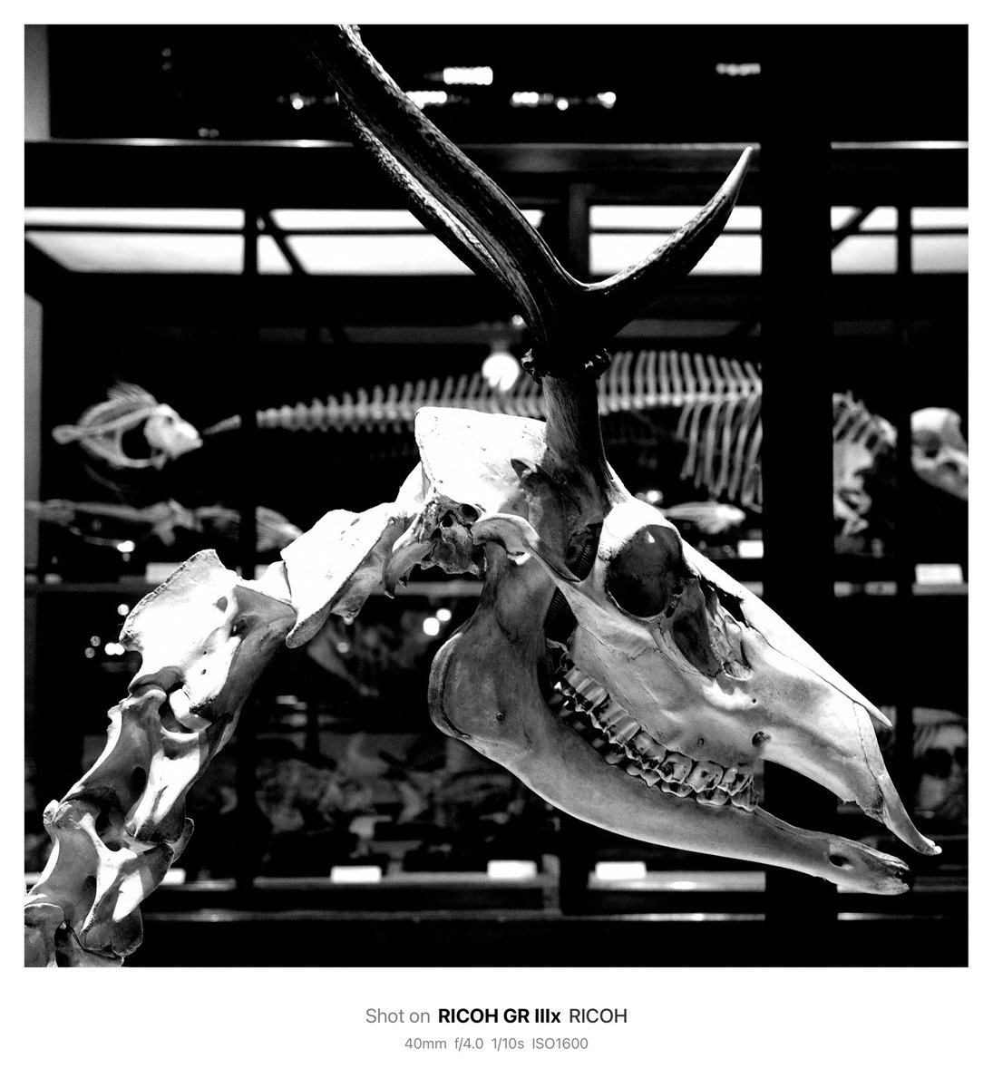 yunininini_12's tweet image. 横顔