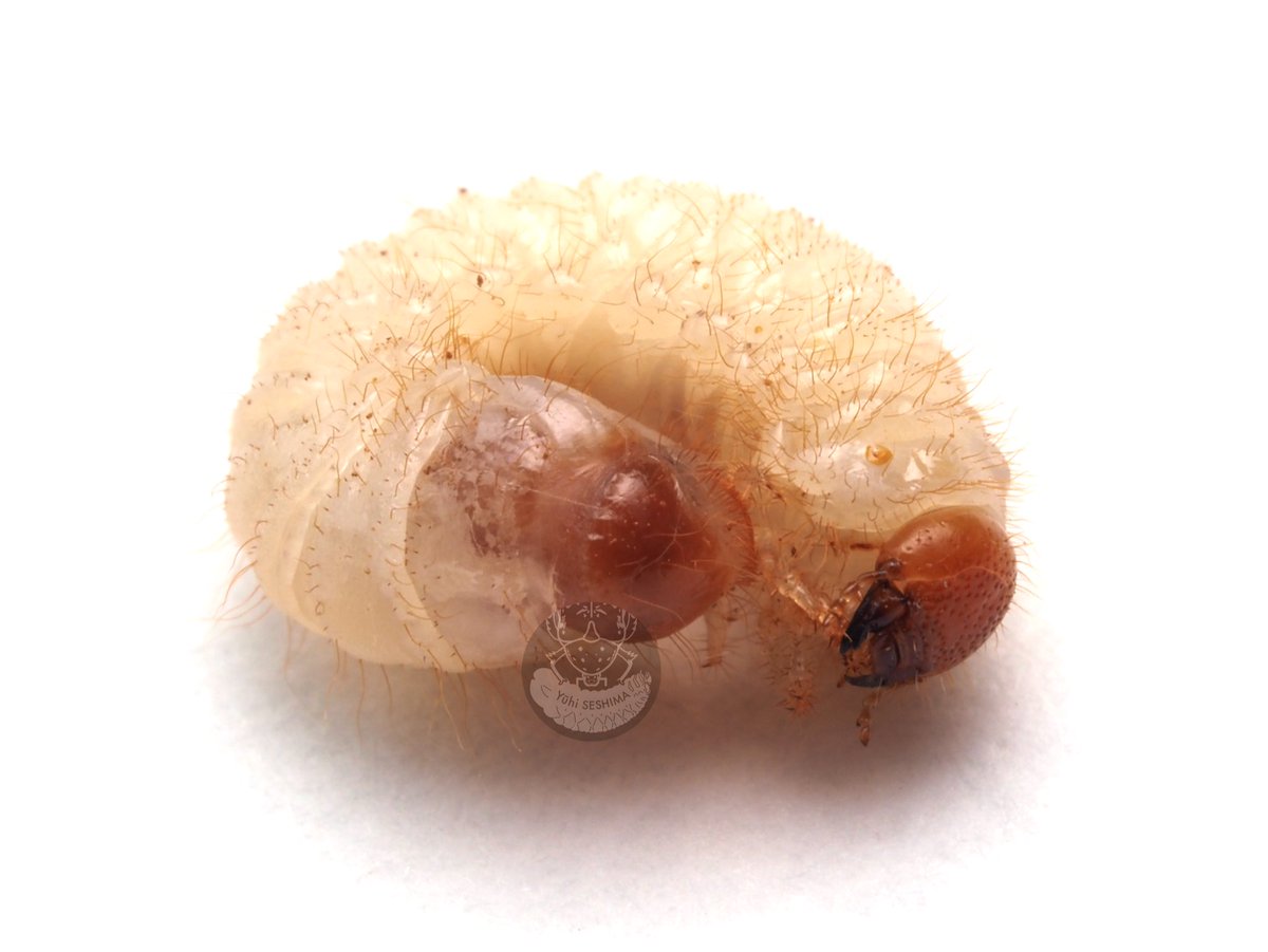 オオシマヒラタハナムグリの3齢幼虫 ヒラタハナムグリ類とトラ