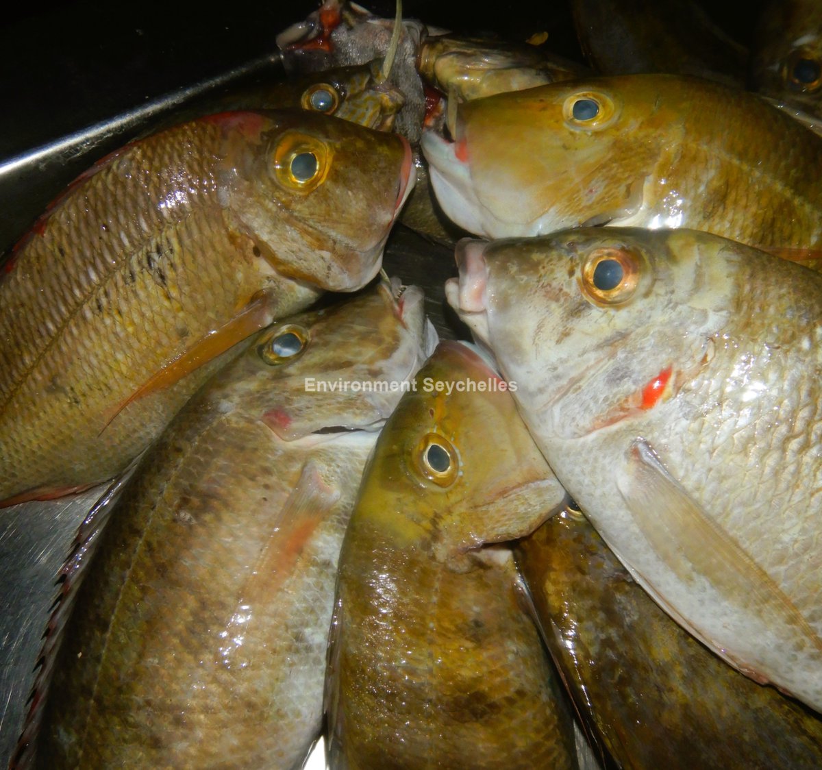 Fish "packet" incl. Sky (Lethrinus mahsena), Slender (L. rubrioperculatus) Blackeye (L. enigmaticus) and Pinkear (L. lentjan) emperors, English River (31/01/26).  SeyCCAT-funded project: Establishing a baseline for, and the species composition of, the Lethrinid fishery. #SeyCCAT