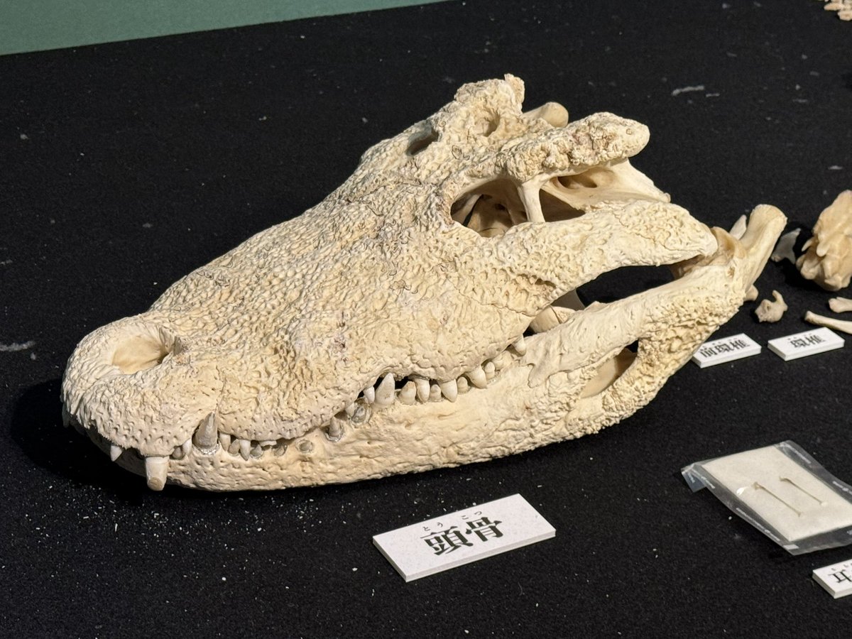 国立科学博物館 ワニ シャムワニ この企画展で知った皮膚と頭骨が癒合