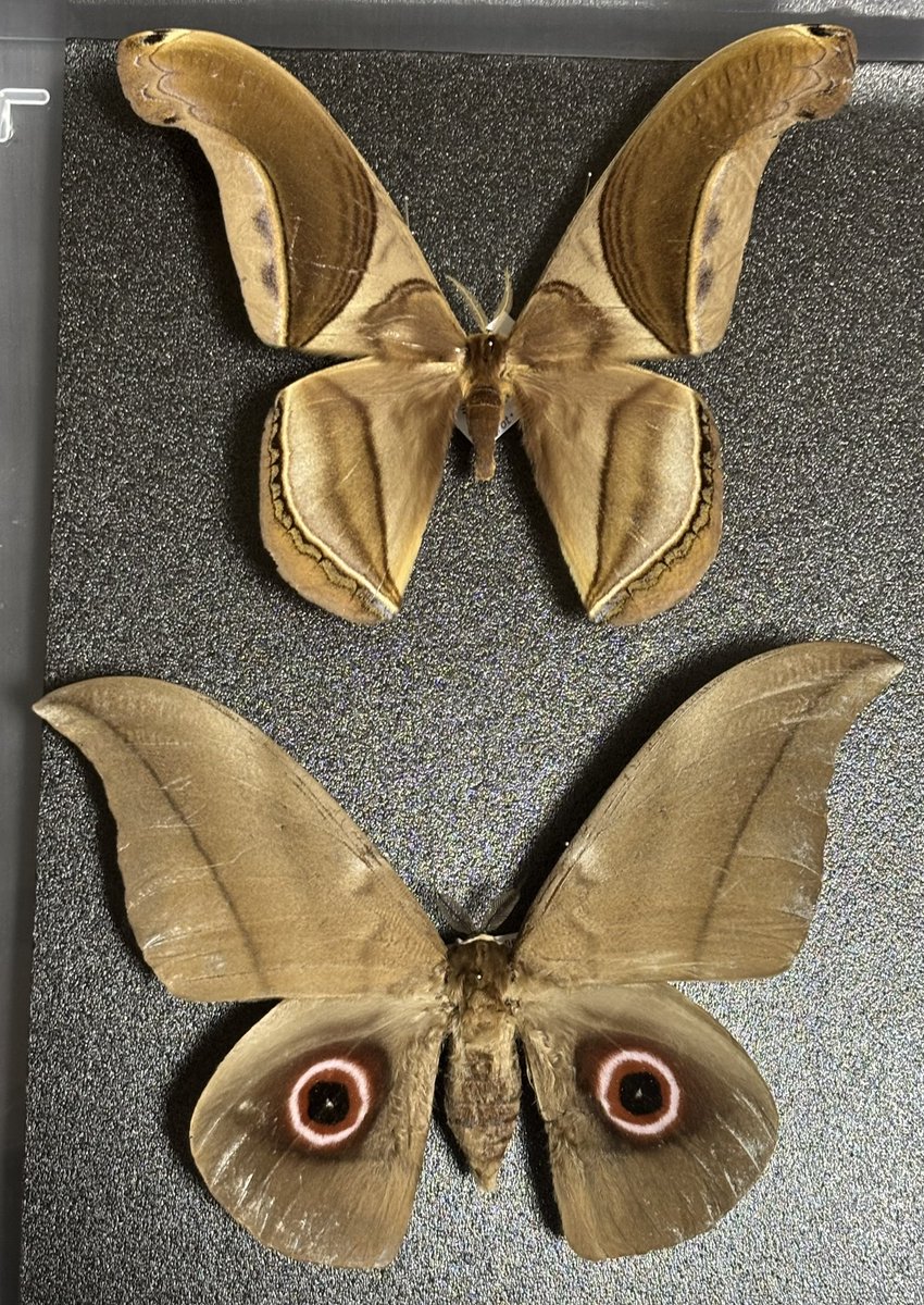 むし広場たのしかった！！全人類いくべき 今回のイベでの戦利品です、1