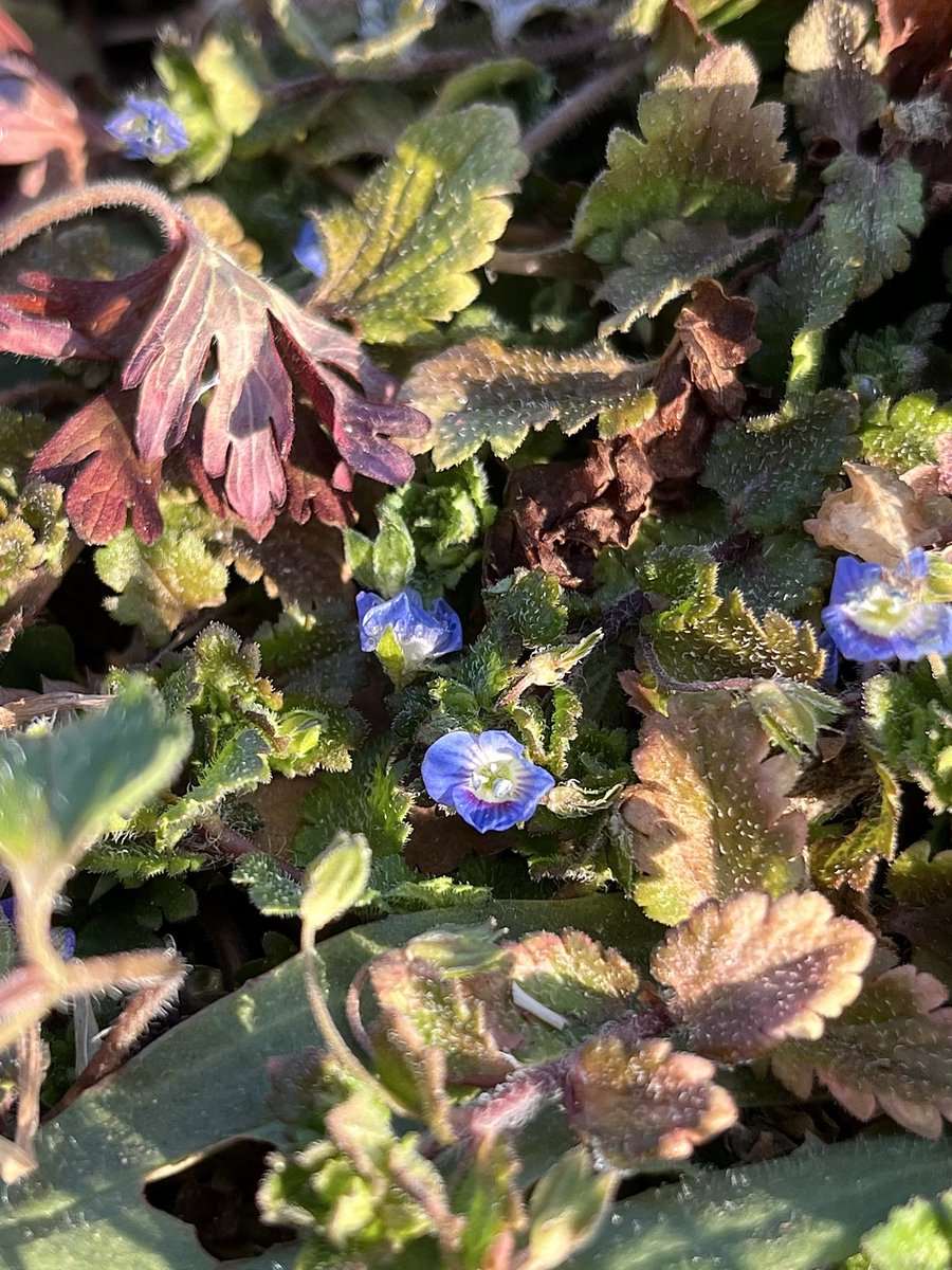 凍てつく原っぱに
オオイヌノフグリの青が輝く朝😍
早起きは三文の徳…得⁉︎✨