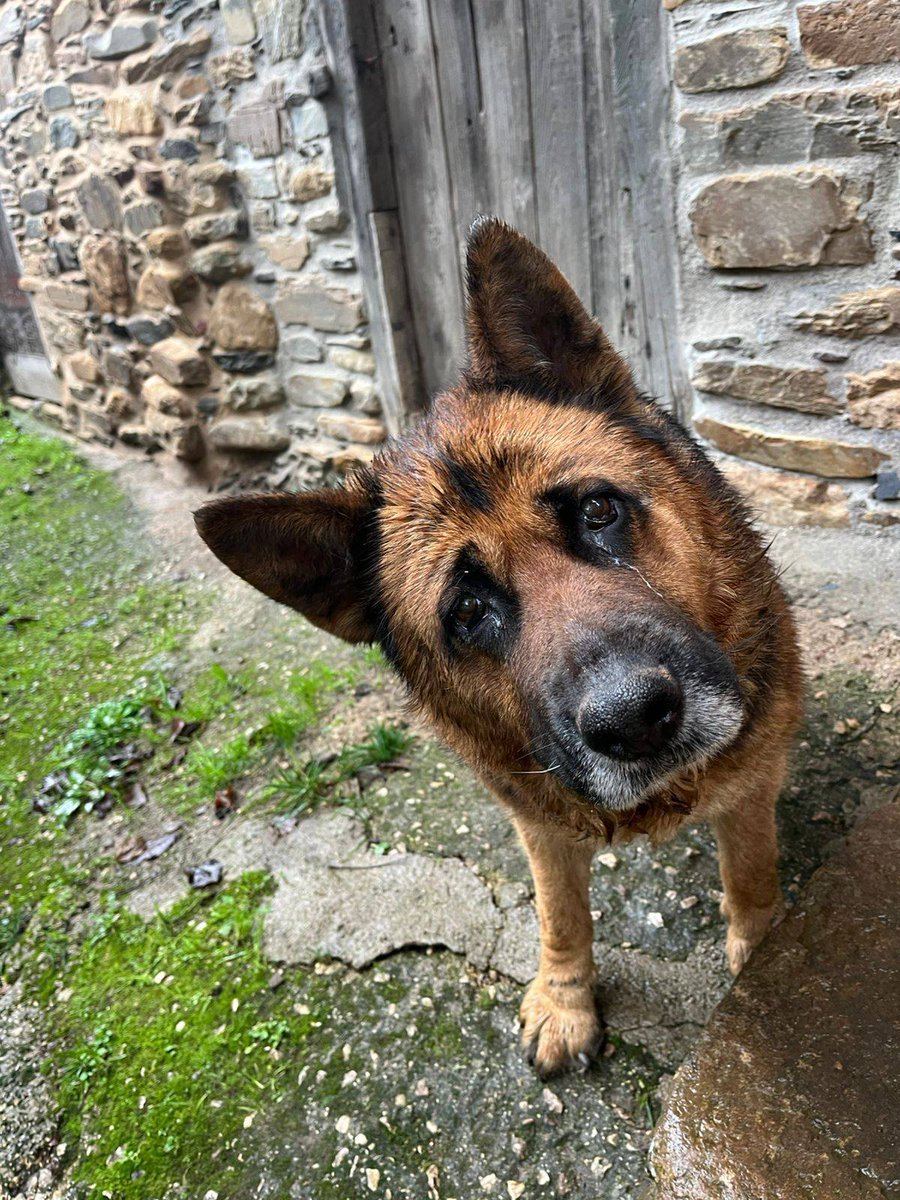 SosAbuelos1's tweet photo. ✔️ 𝐍𝐨𝐭𝐢𝐜𝐢𝐚𝐬 𝐝𝐞𝐥 𝐂𝐚𝐬𝐨 (Domingo 01/02/26);
#OURENSE
La familia que iba a adoptar a esta viejita de 14 años se ha echado atrás 😔!!

Se vuelve a necesitar una casa para ella 🙏. Por favor, no tiene mucho tiempo. 

Tiene tumores en ambas cadenas mamarias, una infección muy fuerte, telaceas y cataratas en los ojos... Estima el veterinario que por esta razón, los posibles adoptantes le cerraron las puertas. 

Se necesita ayuda. Es muy mayor. Tiene muy buen carácter con la gente, pero creemos que con otros perros no es sociable.

Necesita urgentemente una acogida o adopción

Contacto; 653 34 85 73 // rescuegalicia@gmail.com
