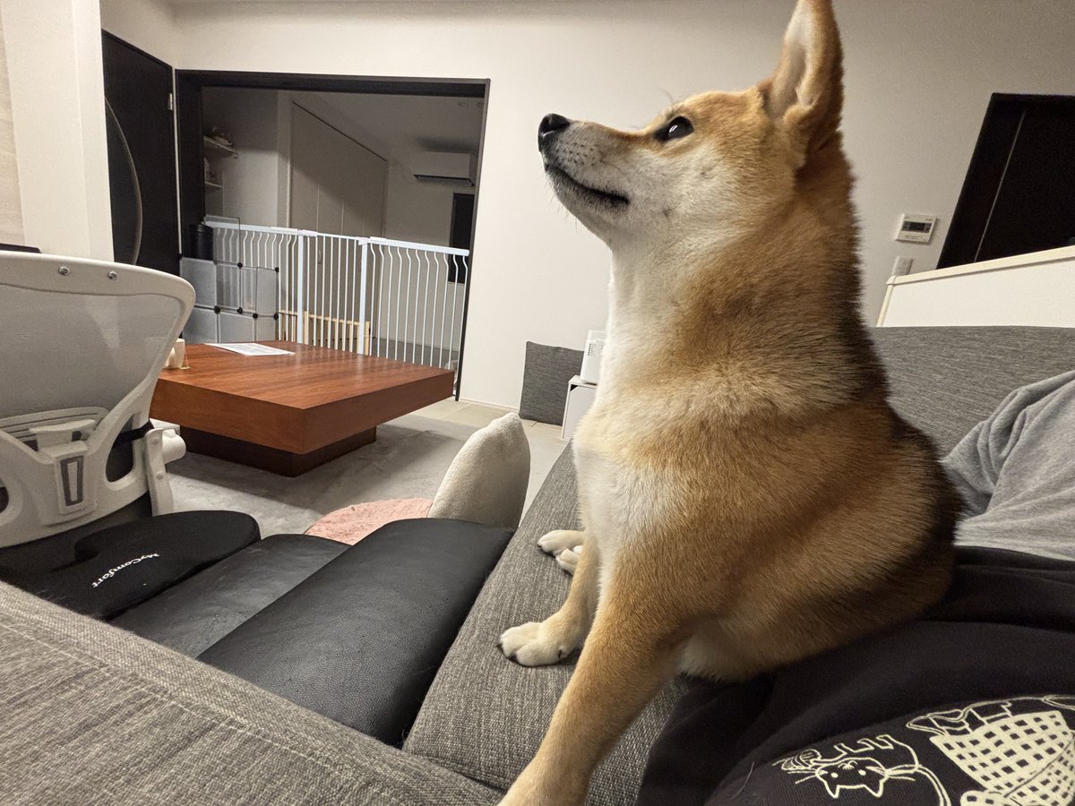 柴叉クロ (@Sibamata0301) / Posts / X