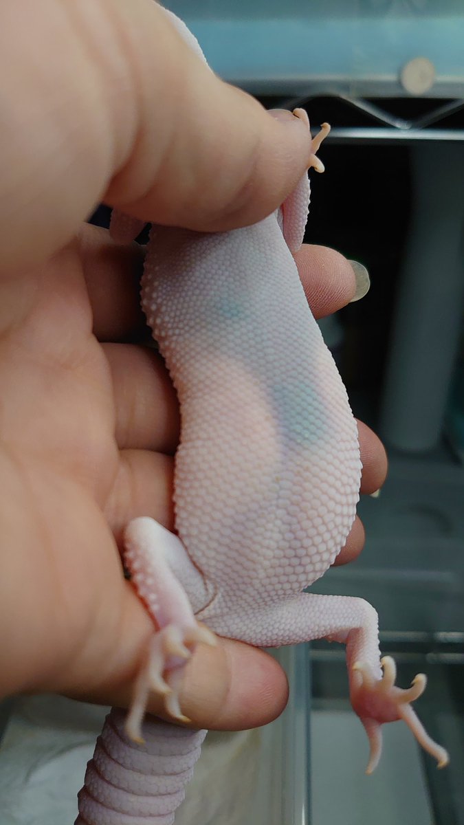 AffectionRep's tweet image. 交配から12日なのにもう穴掘ってるし食わないし🥚でかいし