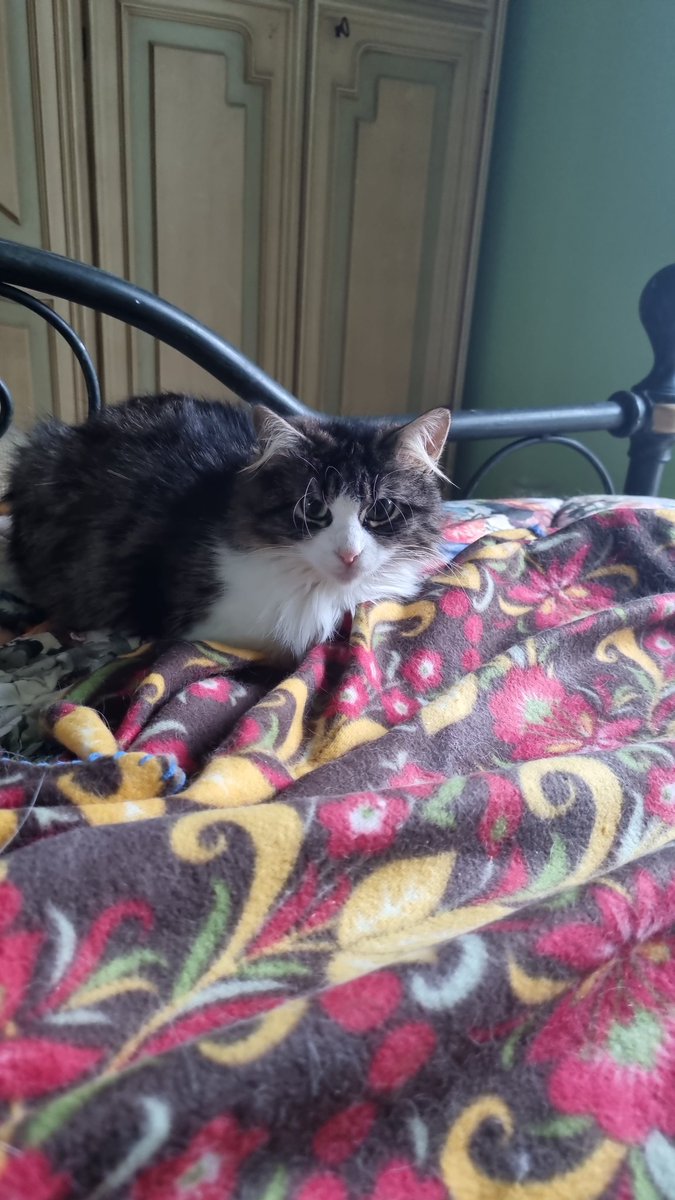 Grazie Andrea per aiuto pappe 🙏🐈‍⬛🐈💛