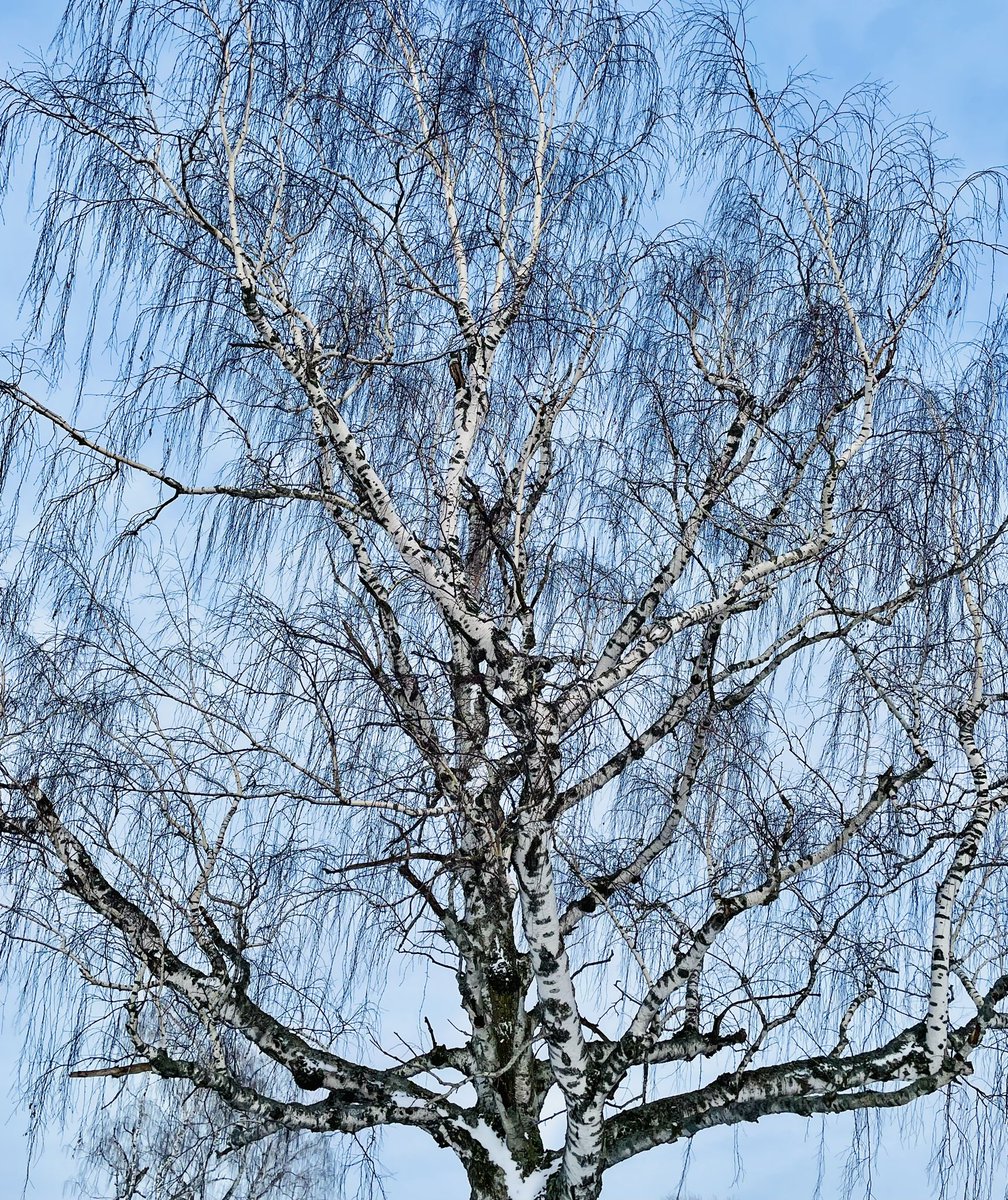 After skirling fades, 
Echoes of melodies past 
Tickle memory