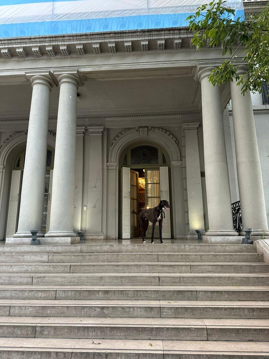 SPettovelloOK's tweet image. Hoy, 1° de febrero, es el Día Mundial del Galgo. 

Una fecha para visibilizar, concientizar y promover el cuidado de una raza que muchas veces sufre el abandono y el maltrato.

Él es Gary, el mimado de Capital Humano.

Nuestro equipo lo adoptó para darle una familia. Les…