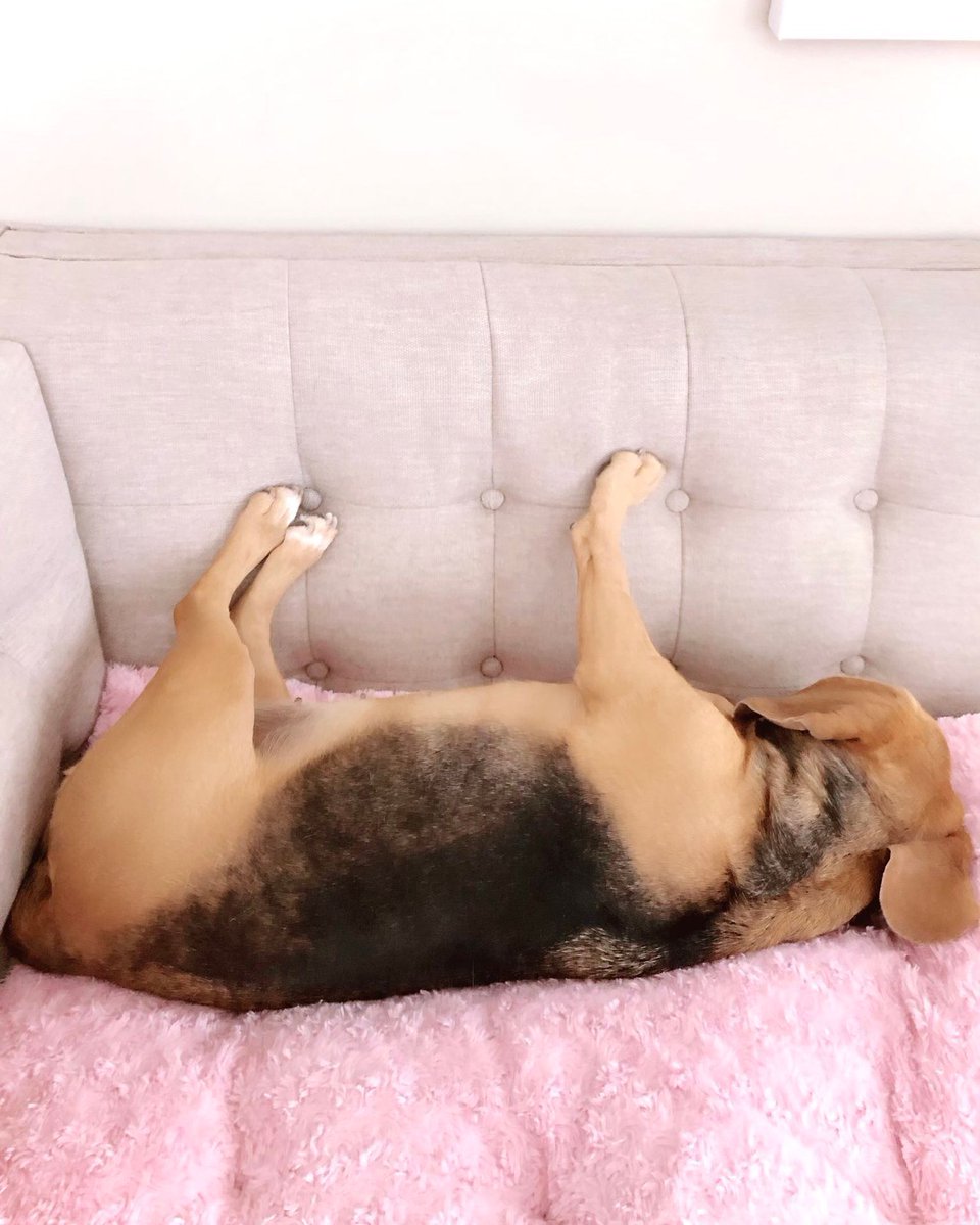 Beagle Facts tweet media