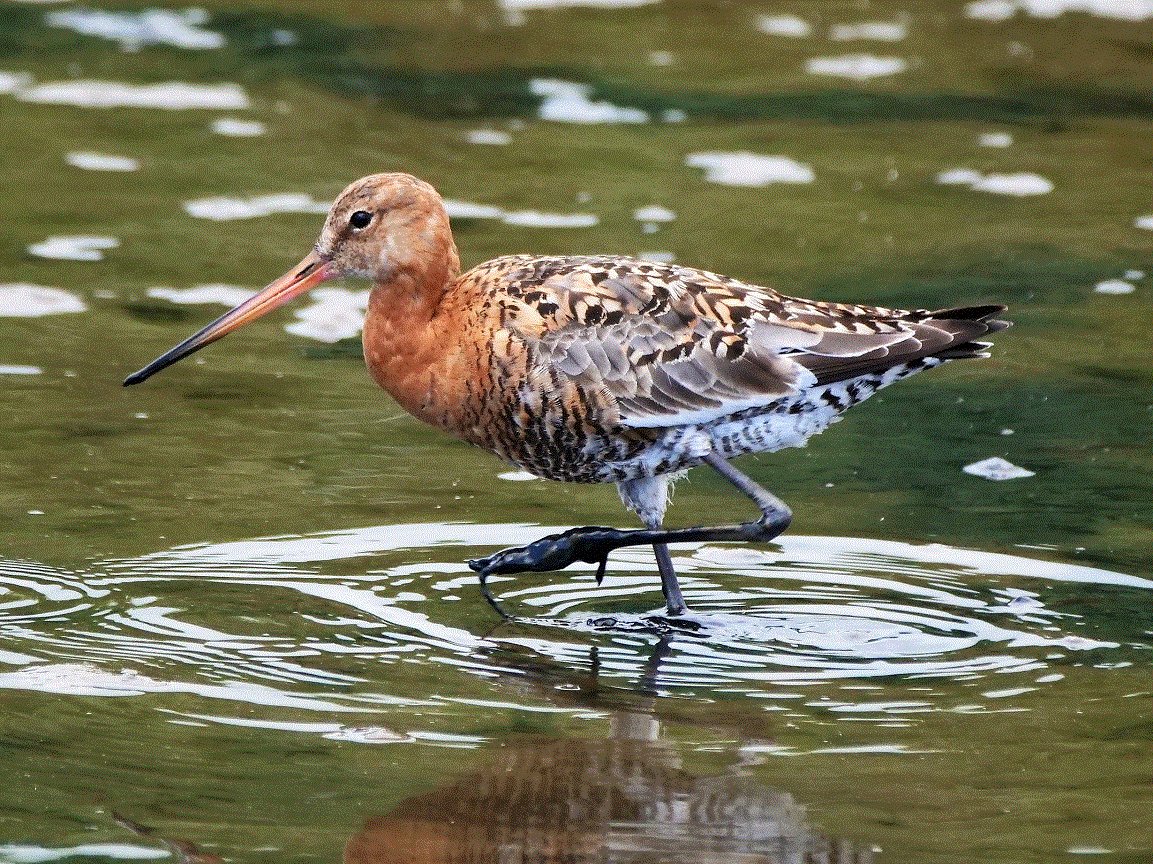 southdublinbirds tweet media