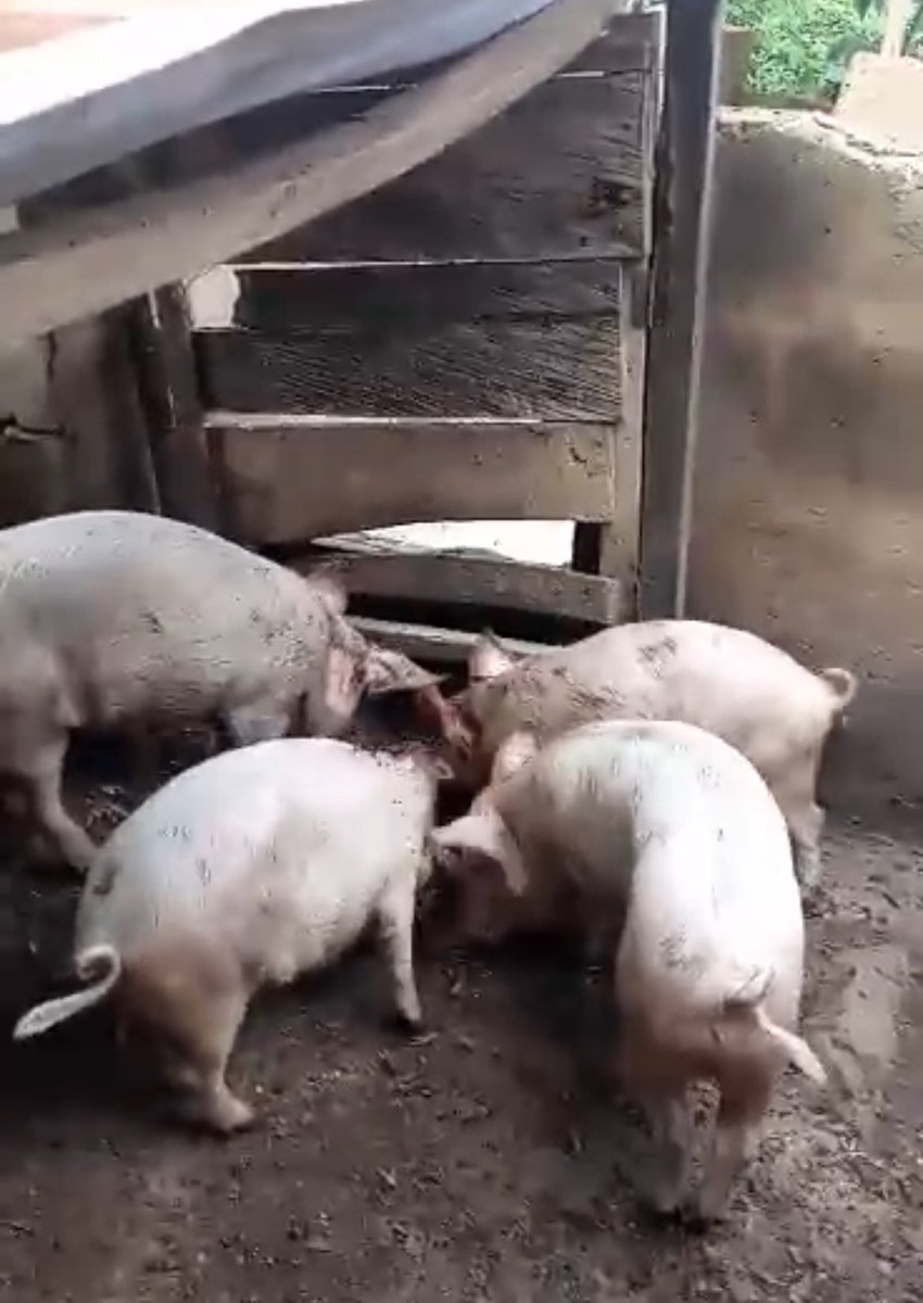 FarmWithDre's tweet photo. If you’re broke in Nigeria right now, read this.
I started with almost nothing.
Today I make money from pig farming + smart money moves.

Here’s exactly how I’m doing it (and how you can too) 👇 https://t.co/k5jMeDwOxT