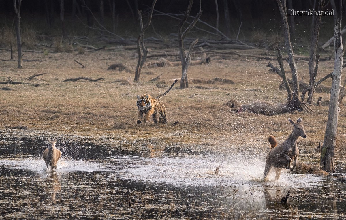 dharmendra khandal tweet media