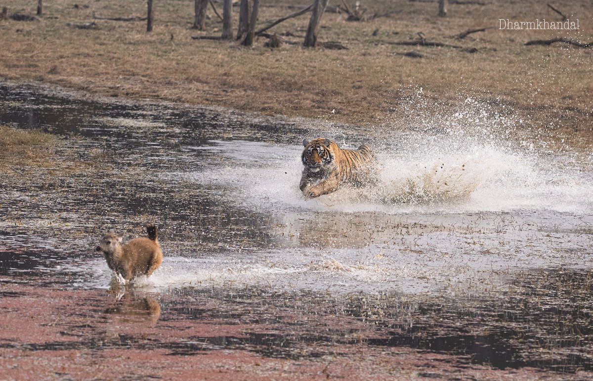 dharmendra khandal tweet media