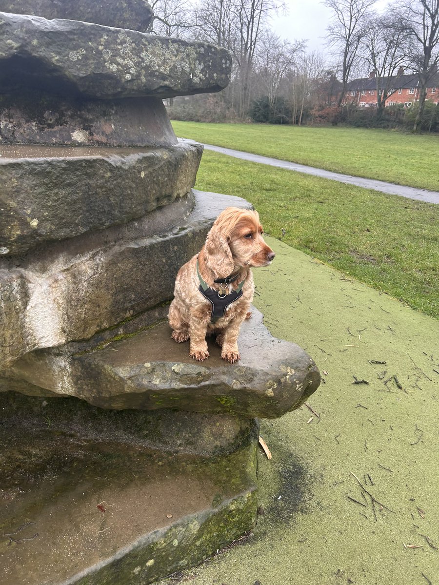 Ginny McGinFace 🐾🌻🇺🇦 tweet media