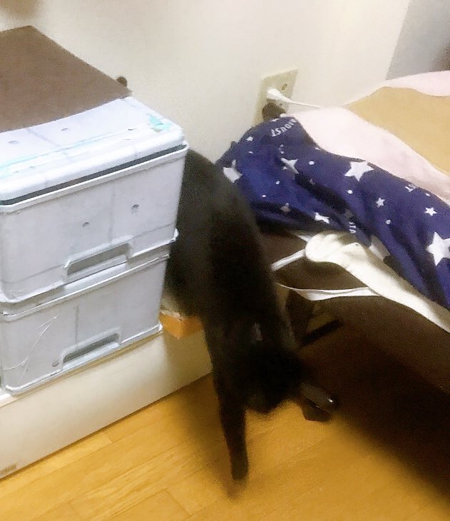 このヤツが運びました