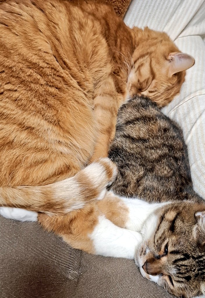 darucharo's tweet photo. 足が…🤭冬はずっと仲良し🤣 #猫 #仲良し #cat #家はポカポカ #2月1日 https://t.co/XMZ0s4YZSp