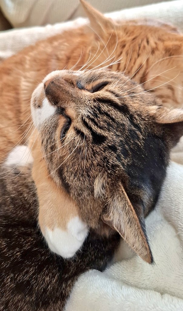 darucharo's tweet photo. 足が…🤭冬はずっと仲良し🤣 #猫 #仲良し #cat #家はポカポカ #2月1日 https://t.co/XMZ0s4YZSp