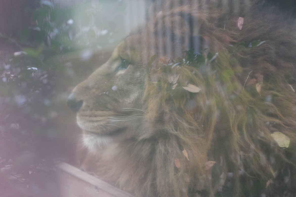 映り込みあっても 霞んでいても 隠せない…イケメン。 #チャチャ丸