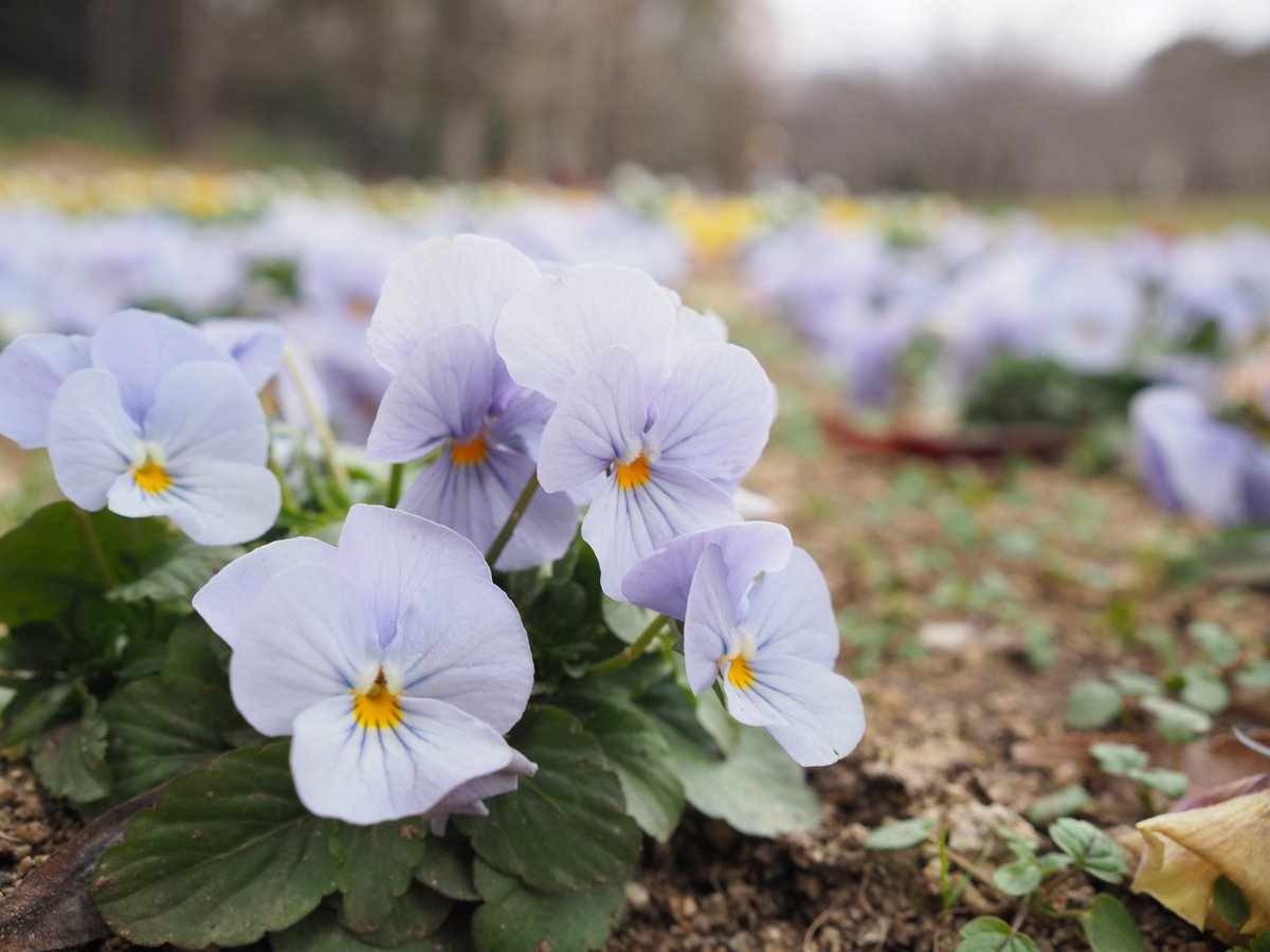 clubkani474's tweet photo. 厳しい冬の寒さの中、立派に咲く花たちを見てきました!!Blooming magnificently in the bitter cold. A heartwarming sight.#NaturePhotography #BloomingInWinter  #WinterGarden #NatureLovers #Resilience #JapanWinter #FlowerPower  #サザンカ #ロウバイ #パンジー #ジュウガツザクラ https://t.co/a2aNqxLf2T