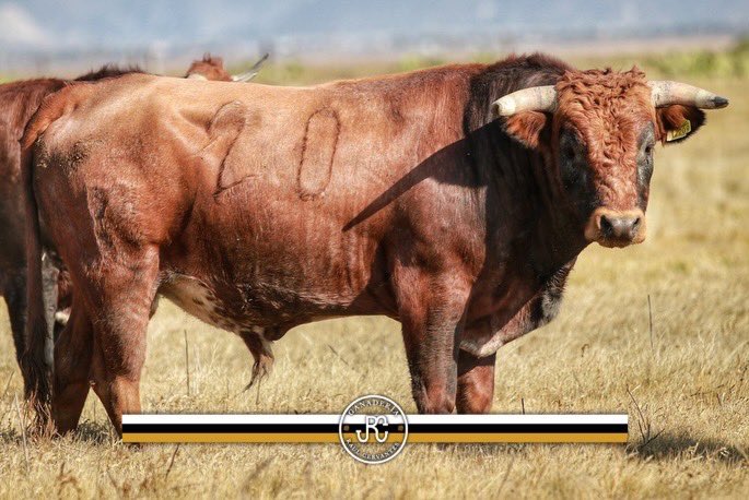 APROBADO EL ENCIERRO PARA HOY EN LEÓN 

2ª NOVILLADA DE FERIA 

AXEL LOPEZ
CESAR RUIZ
ÁNGEL GABRIEL

PROMEDIO EN LA BÁSCULA 437 kg