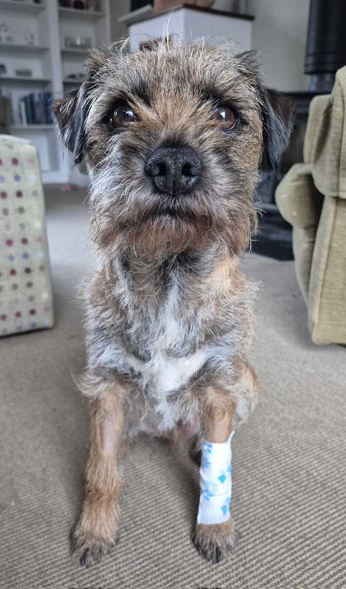 Sir HaggisBT tweet media