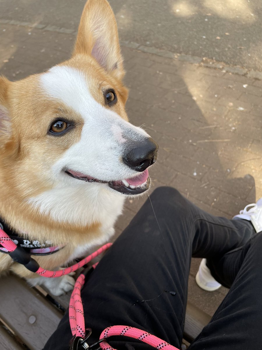 コーギーのいる暮らし 751日目 ベ、ベンチで休憩ってことは…( ꒪﹃ ꒪)ﾀﾗｧ