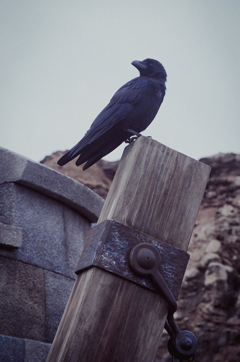 【Dハロ仮装】
マレフィセント

写真撮ってたらカラスが来た奇跡みて🐦‍⬛

#Dハロ仮装 #Dハロ仮装2025