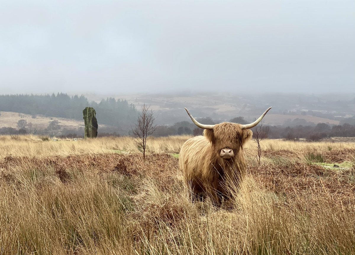 🏴󠁧󠁢󠁳󠁣󠁴󠁿 andrew prentice tweet media