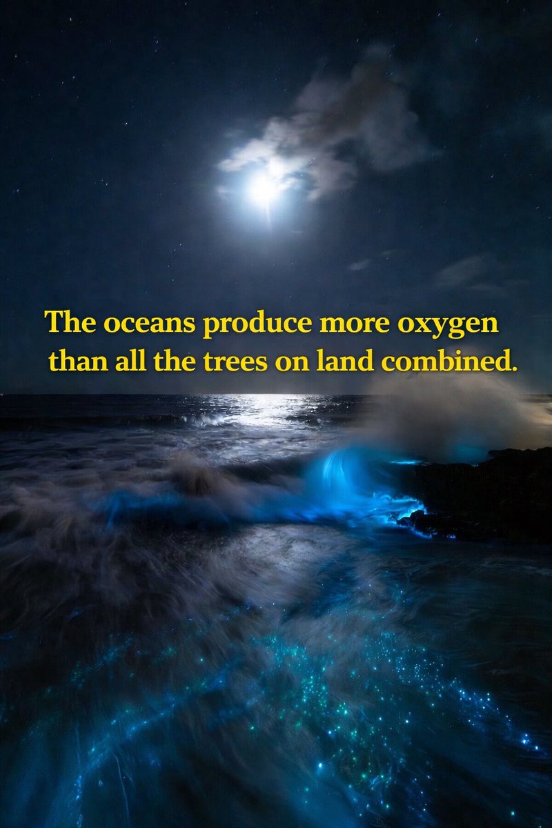 How the Ocean Makes the Air We Breathe

When we think about oxygen, we usually picture forests and trees, but most of the oxygen in Earth’s atmosphere actually comes from the ocean.

Floating near the ocean’s surface are countless microscopic living things called phytoplankton.