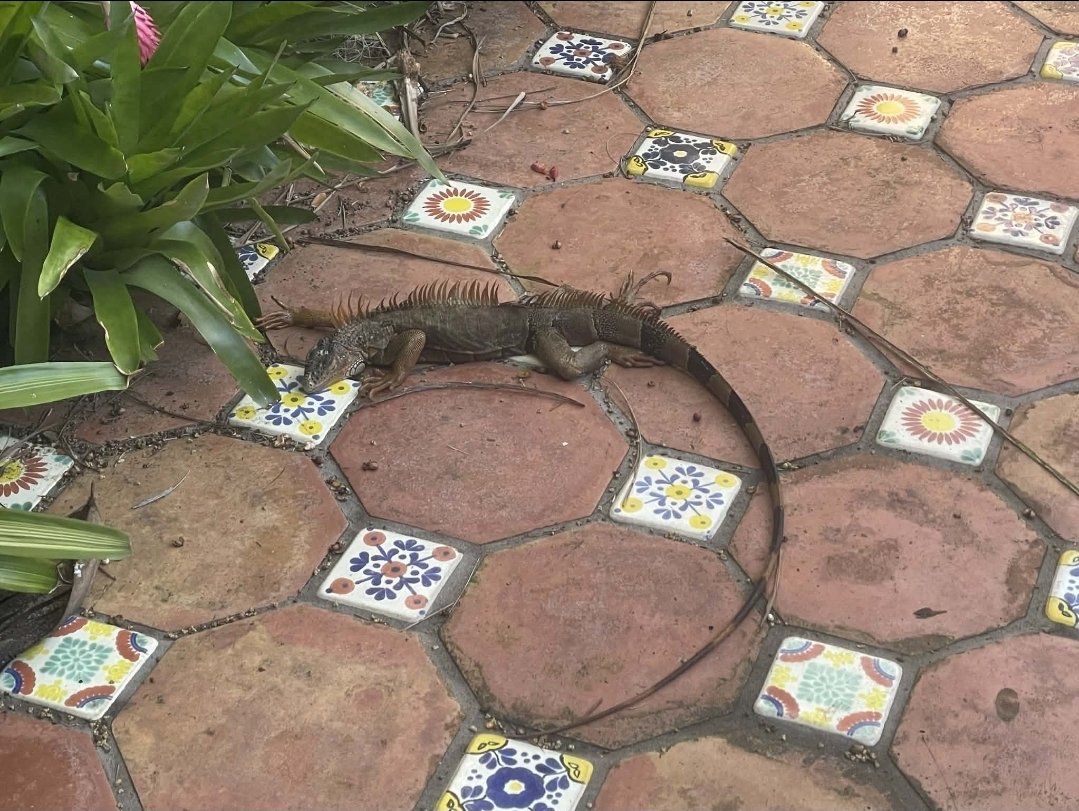 It's raining iguanas from my palm trees...🥶🧊❄️