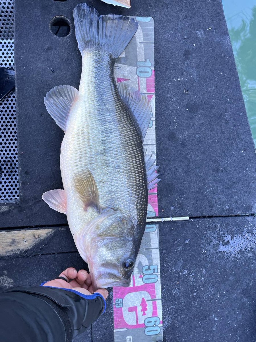 日相園 tweet media