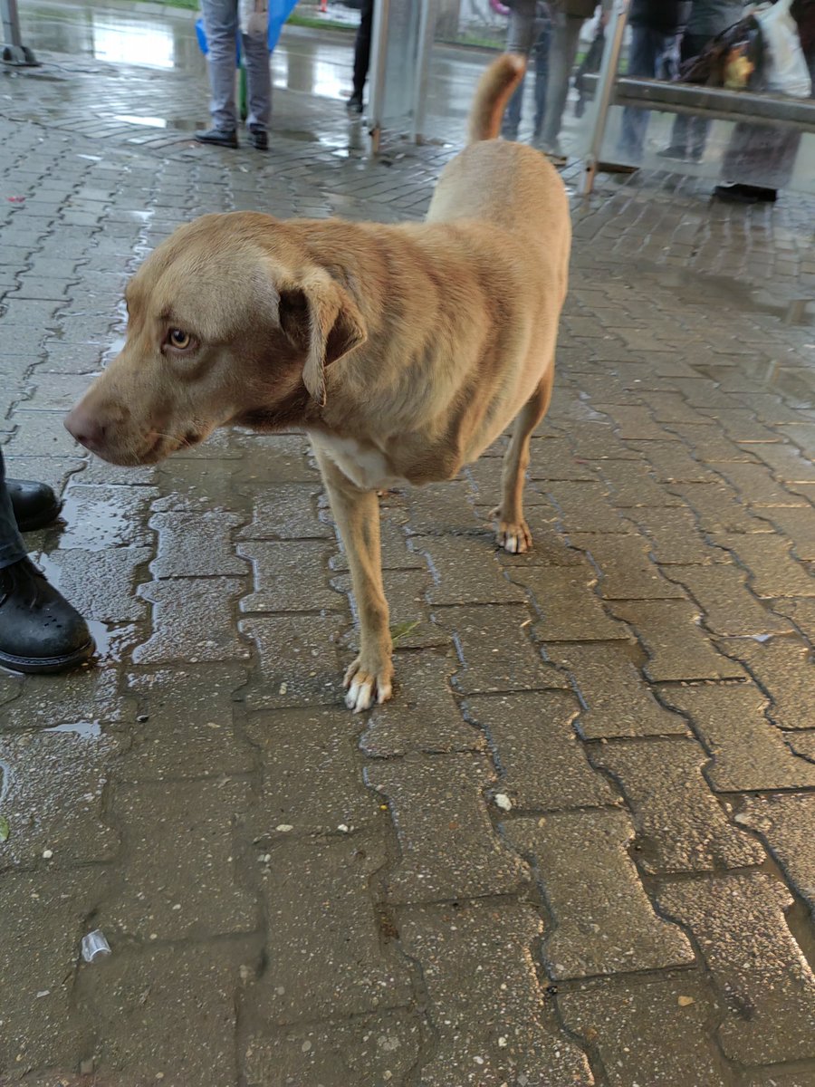 İzmir/ Koruma ilanı
Bu çocuk bir otobüs durağının arkasında gelene geçene kendini sevdirmeye çalışıyordu. Durduk biraz sevdik fakat bu şekilde yağmurda yaşamaya çalışması içime sinmedi korumaya almak isteyen olur mu diye yine de bir ilan açmak istedim genç bir çocuğa benziyor