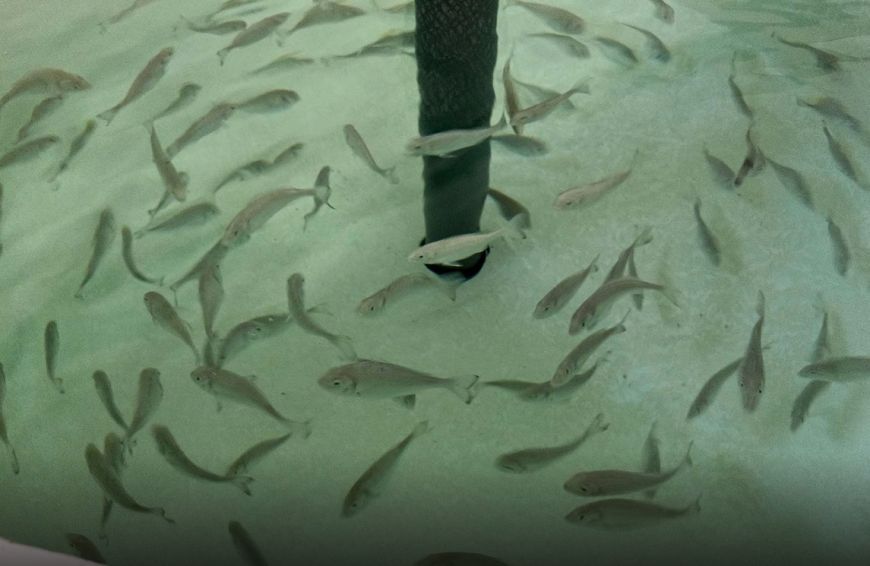 IPac. Acuicultura tweet media