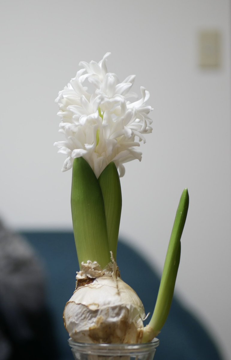 11月に水耕栽培をはじめたヒヤシンスが
白い方だけ今年も開花🪻
子株？が葉っぱ🌱だけ伸びて
楽しい感じに💃✨