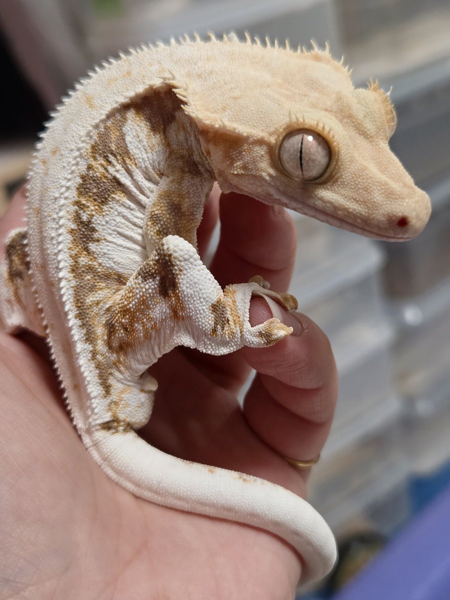 ONE for 6🦎 tweet media